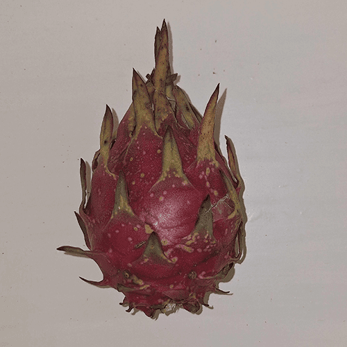 dragon fruit images
